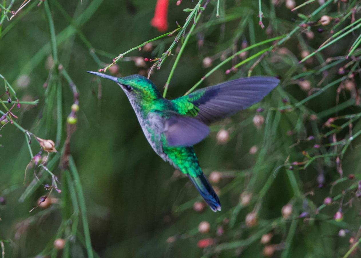 Petrópolis Chale Rosa Do Valeヴィラ エクステリア 写真